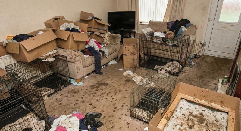 Animal Clean Up Service